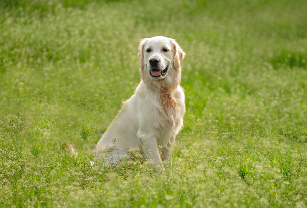 istock Cute dog sitting on blooming field 1405108194