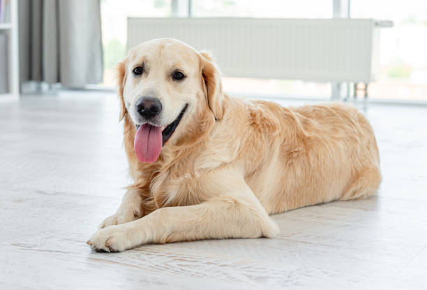 istock Golden retriever lying on light floor 1405108209