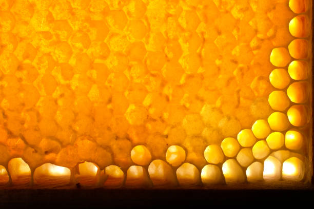 Honeycomb on a white background, Thailand honey production industry.