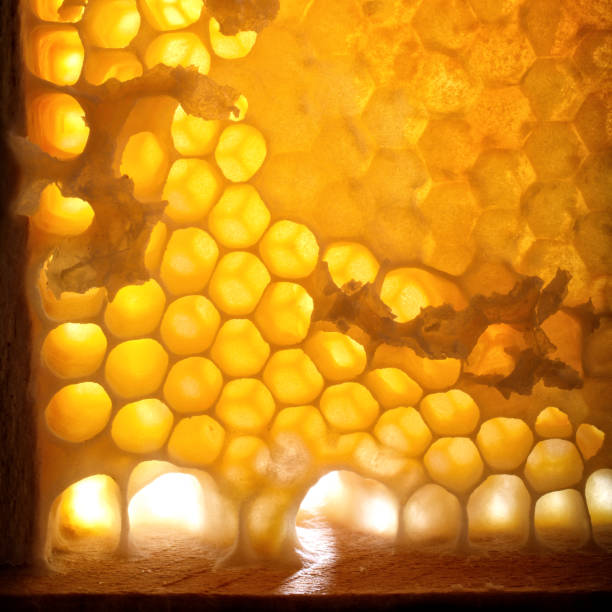 Close up honeycomb