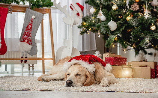 Golden retriever dog in santa hat sleeping under christmas tree lying on floor in light room
