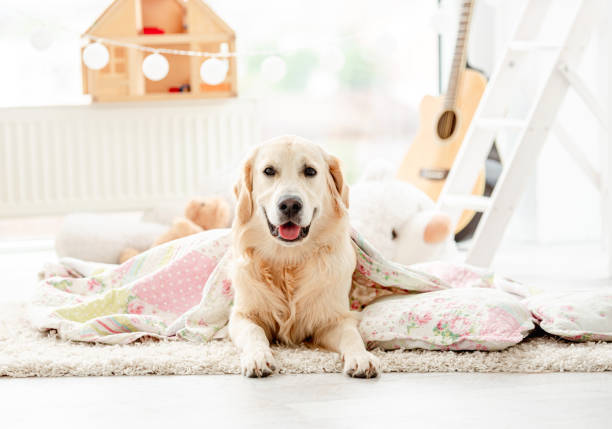 istock Cute golden retriever covered with blanket 1405108298