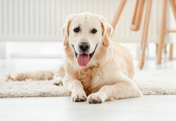 istock Cute dog sitting in light room 1405108299