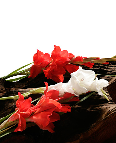 Close up lily flower in studio