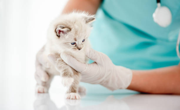istock Ragdoll kitten at veterinerian clinic 1405109046
