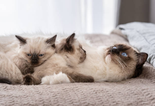 istock Ragdoll cat with kittens in the bed 1405109049