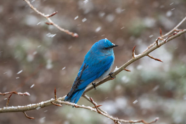 봄의 남성 마운틴 블루 버드 - mountain bluebird bird bluebird blue 뉴스 사진 이미지