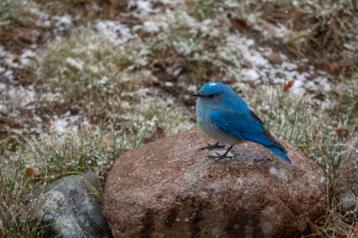 A male mountain bluebird standing on a rock during a spring snow storm in the Rocky Mountains of Colorado.