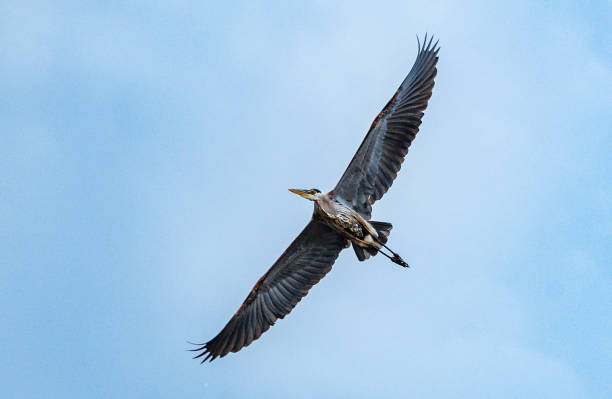 istock The Great Blue Heron flying through the blue sky with full wing span 1405113911