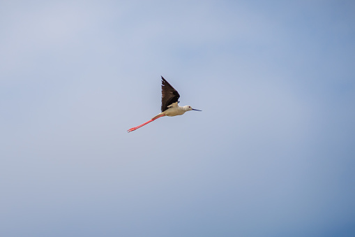 A resident and widespread species, Black-winged Stilts can be found both on the coast and inland on any wadeable pond, lake, marsh or stream.