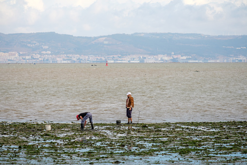 Lisboa , Portugal; 25 june 2022: mens picking clams on the banks of the river Tagus