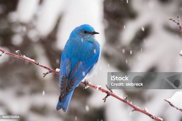 Male Mountain Bluebird In The Spring Stock Photo - Download Image Now - Mountain Bluebird, Bird, Colorado