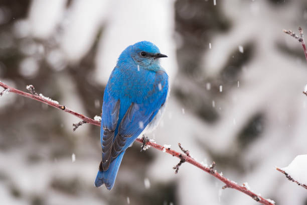 самец горной синей птицы весной - mountain bluebird bird bluebird blue стоковые фото и изображения