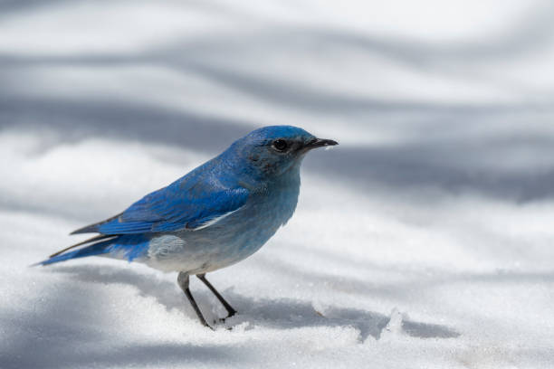 istock Male Mountain Bluebird in the Spring 1405115144