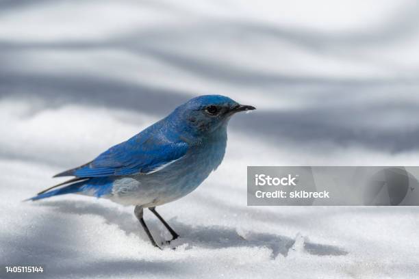 Male Mountain Bluebird In The Spring Stock Photo - Download Image Now - Bluebird - Bird, Mountain Bluebird, Snow