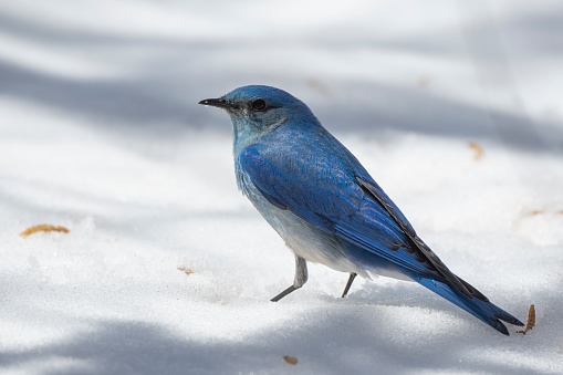 A male mountain bluebird standing in spring snow in the Rocky Mountains of Colorado.