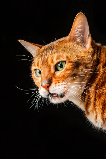 Purebred Bengal cat with a curious face inhales an unfamiliar smell with its mouth open in black background. Flehmen feline response using the Jacobson organ.