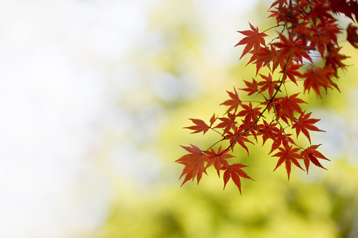 red Japanese maple leaves against green background