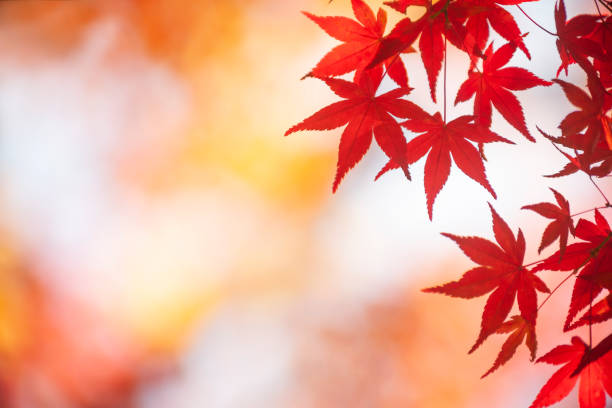 日本の秋の色 - japanese maple leaf autumn abstract ストックフォトと画像