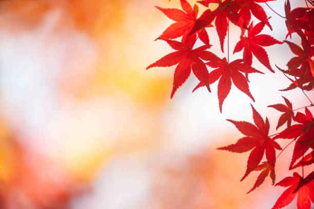 japanese cores do outono - nikko national park - fotografias e filmes do acervo