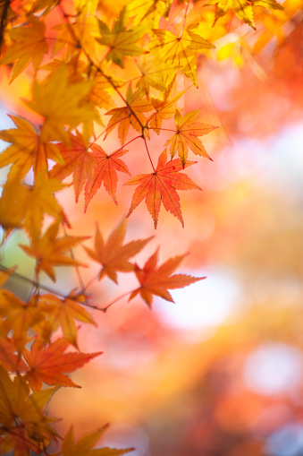 AERIAL: Magnificent leafy forest treetops in colorful shades of autumn season. Beautiful woodland with amazing golden yellow colored foliage. Colorful fall season shades spreading across countryside.