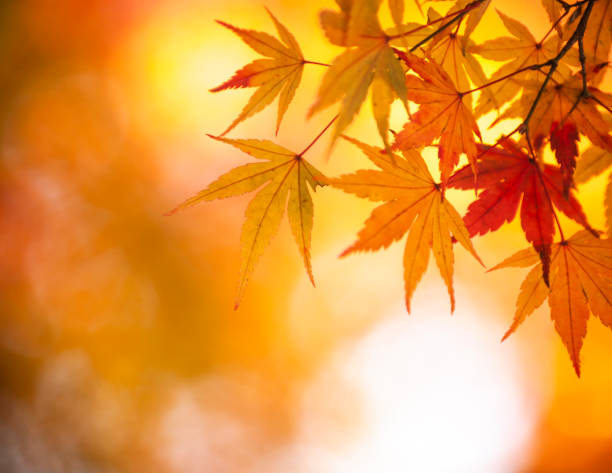 istock Japanese Autumn Colors 1405116183