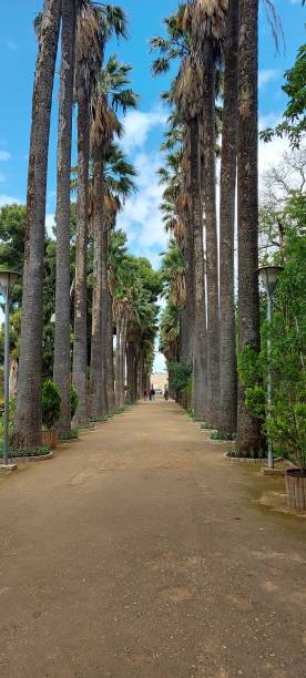 istock A row of palm trees inside Jnan Sbil Park. 1405120536