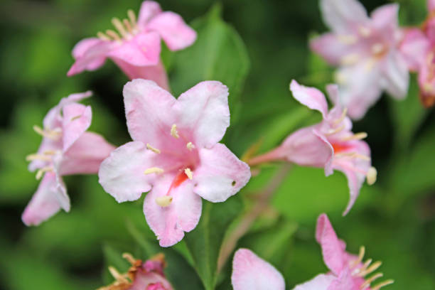 розовые цветы - вайгела - оркестровые колокола стоковые фото и изображения