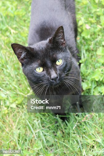 istock Black Cat in green grass 1405121297
