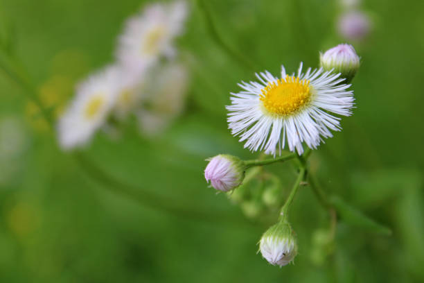 White and Yellow Daisy Philadelphia Fleabane wildflower