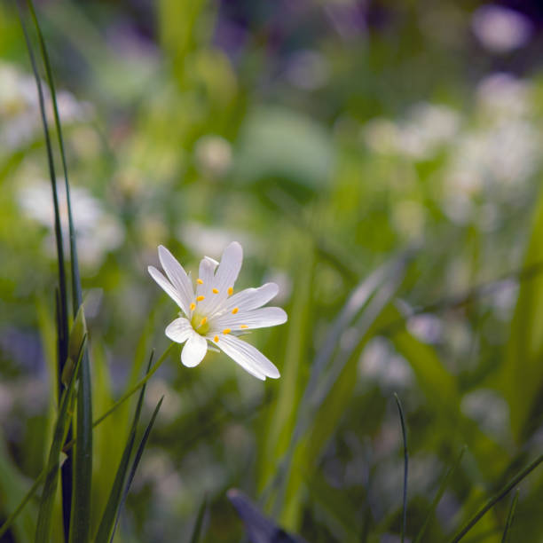 istock a flower of Stellaria in a forest 1405121464