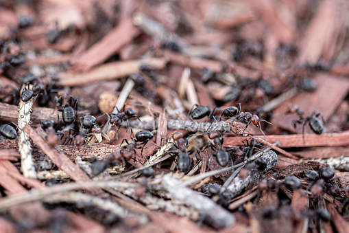 Many carpenter ants making a large anthill under wood chip mulch.