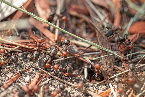 Many carpenter ants making a large anthill under wood chip mulch.