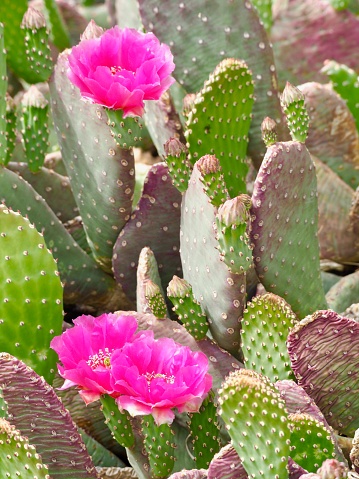 Beaver Tail Cactus, Prickly Pear with pink blossoms. OLYMPUS DIGITAL CAMERA