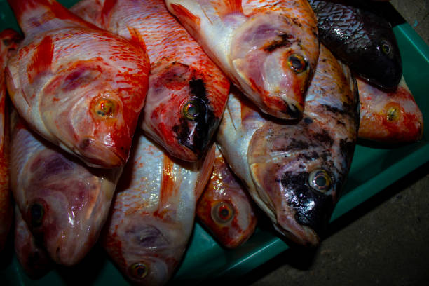 grilled fish, grilled fish nile Tilapia grilled on hot charcoal