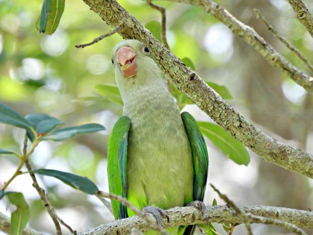 Monk Parakeet (Myiopsitta monachus) -perched in a tree Monk Parakeet - profile monk parakeet stock pictures, royalty-free photos & images