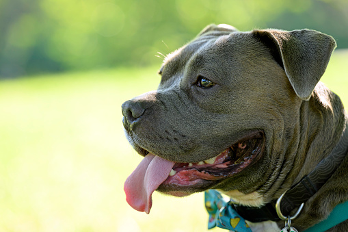 Male American Staffordshire Terrier spends time in a park on a hot and humid morning.