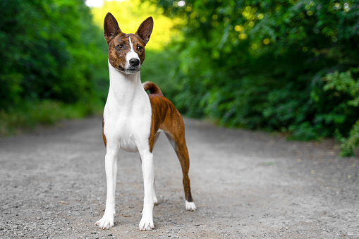 Portrait dog of a red basenji standing in a summer forest in a special stand for the show. Take a walk with puppy Basenji Kongo Terrier Dog. Pet training and education.