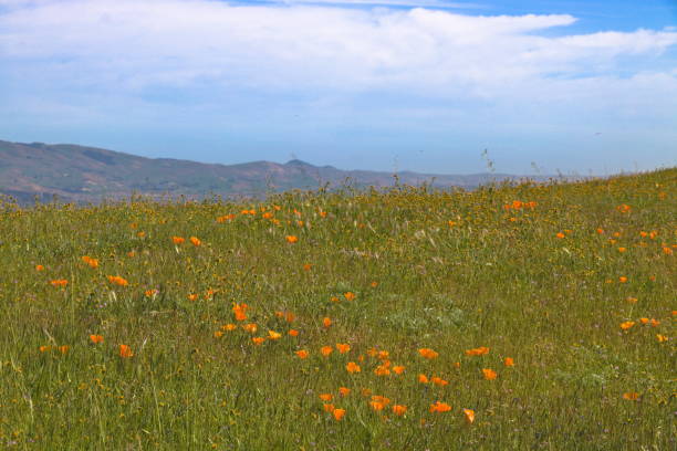 istock California Poppies blooming at Las Trampas Regional Wilderness 1405129994