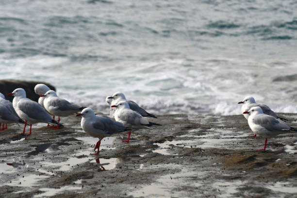 istock Seagulls standing on a rock ledge by the sea. 1405130313