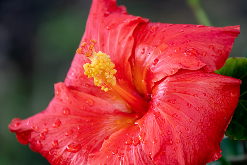 Red Hibiscus flower close up view