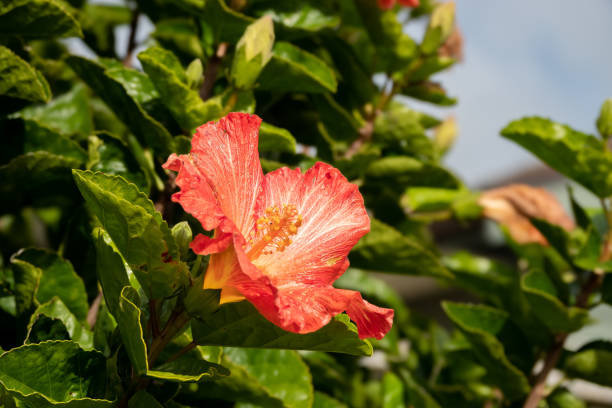 istock Red Hibiscus flower close up view 1405130427
