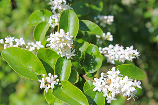 White Chinese Privet - Ligustrum sinense - flowering shrub - deciduous