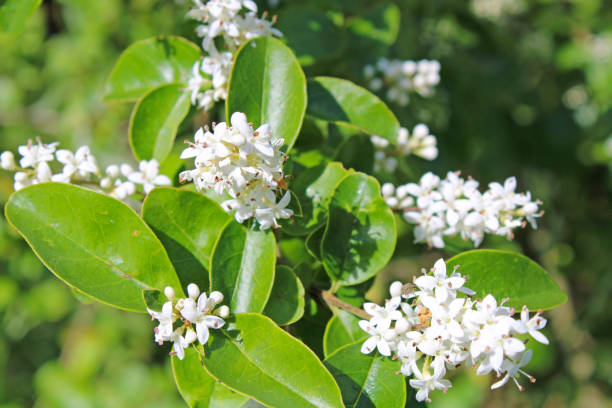 Chinese Privet - Ligustrum sinense White Chinese Privet - Ligustrum sinense - flowering shrub - deciduous privet stock pictures, royalty-free photos & images