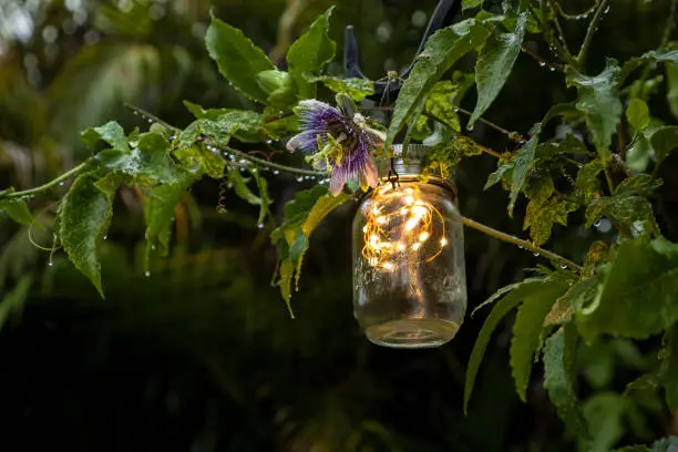 Purple passionflower called Passiflora incarnate blooms on a post with a fairy garden mason jar light glowing in Sarasota, Florida.