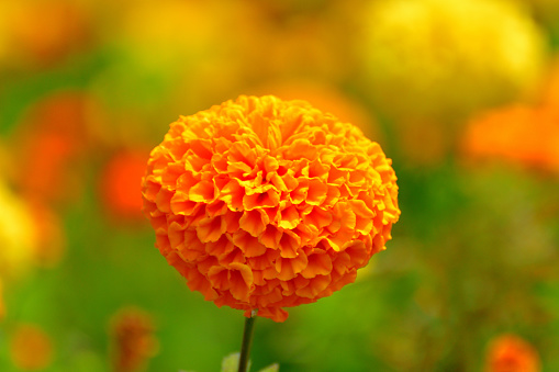 Marigold, native to Mexico and South America, is herbaceous plant that belongs to the family Asteraceae. Marigold comes in different colors; yellow or orange being the most common. Majority of marigold species bloom during spring, summer and autumn. Most of the marigold have strong, pungent odor and have great value in cosmetic treatment.