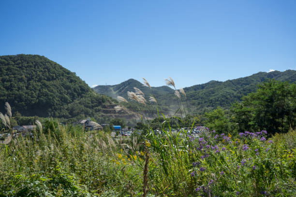 istock Japanese pampas grass fluttering in the mountain breeze 1405141109