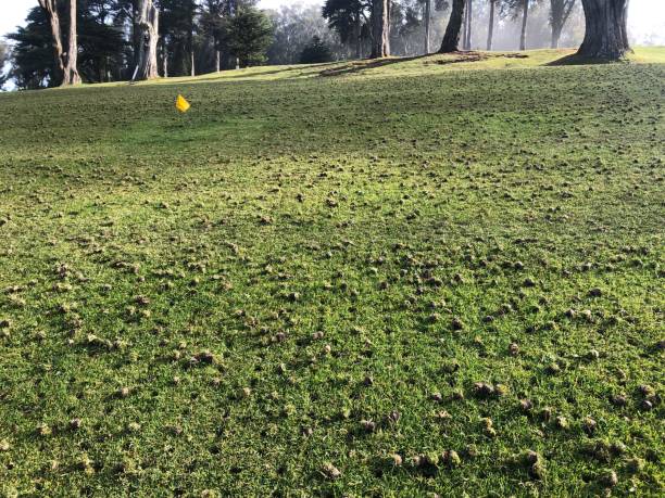 a closeup photo of an aerated golf fairway. - aeration imagens e fotografias de stock