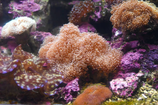 Toadstool Leather coral in an aquarium close-up