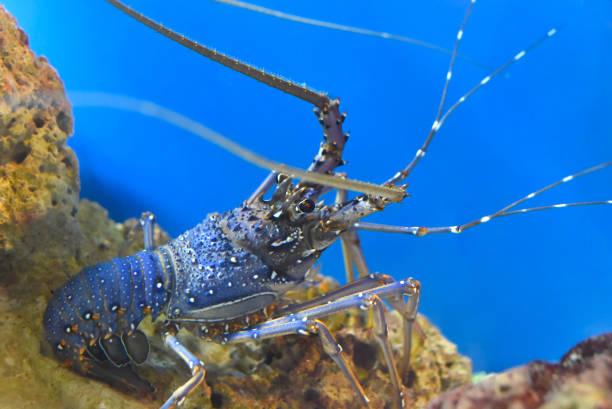 istock Spiny lobsters also known as langustas in aquarium 1405143530